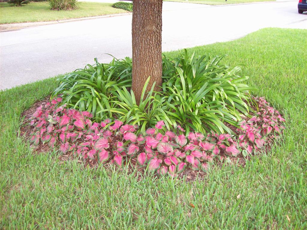 Caladium