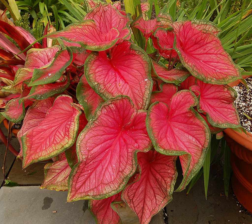 Caladium_bicolor_