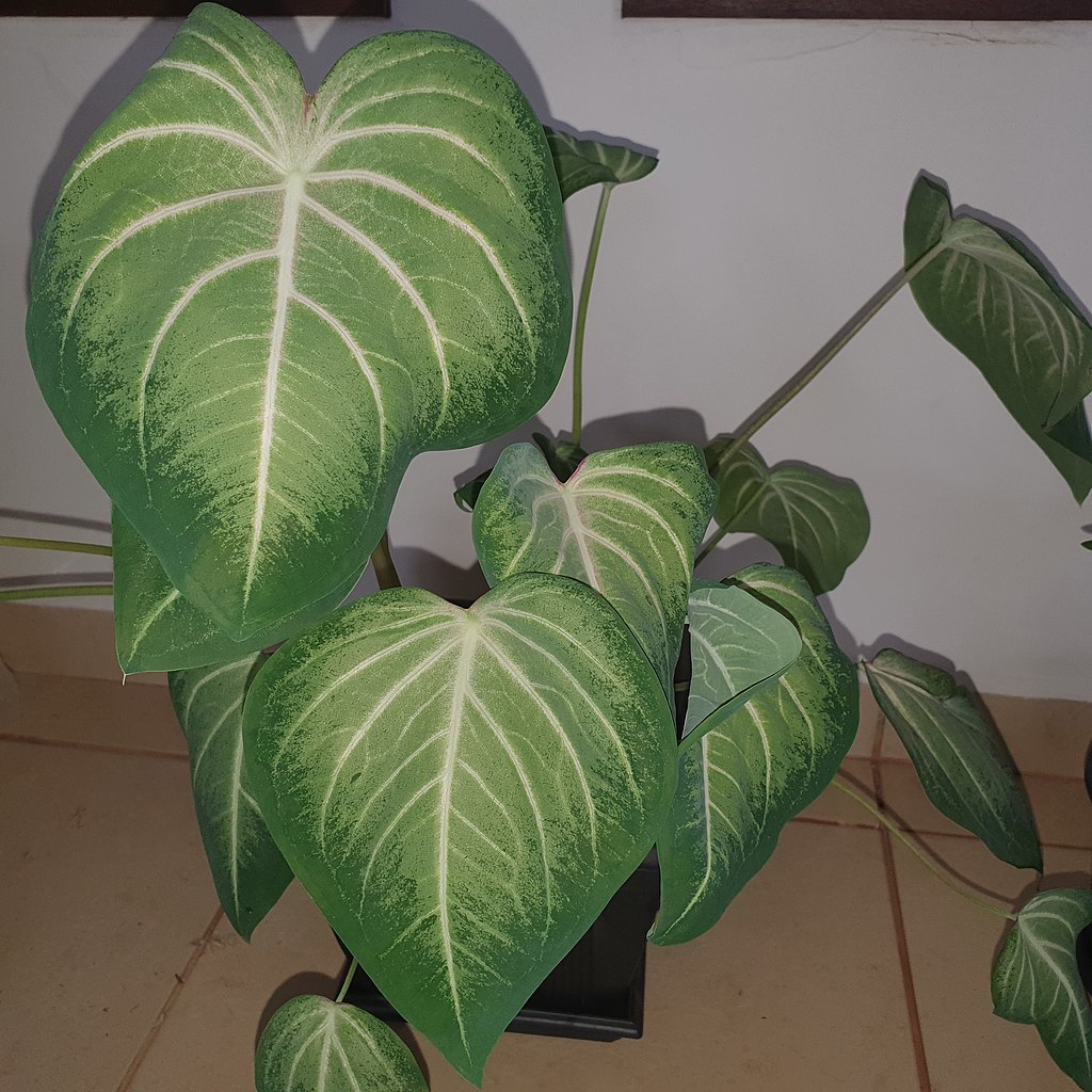 Caladium verde