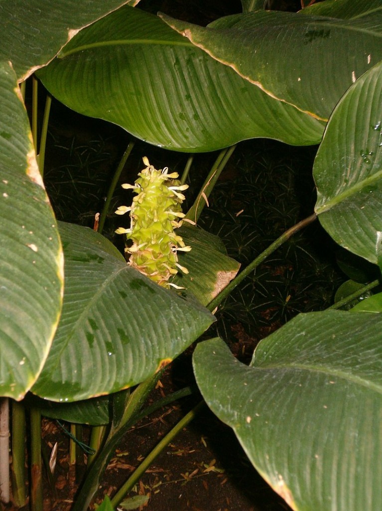 Calathea cylindrica