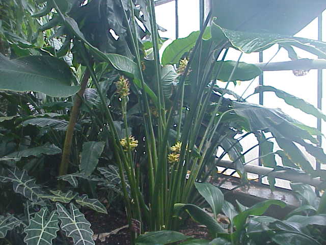 Calathea cylindricao