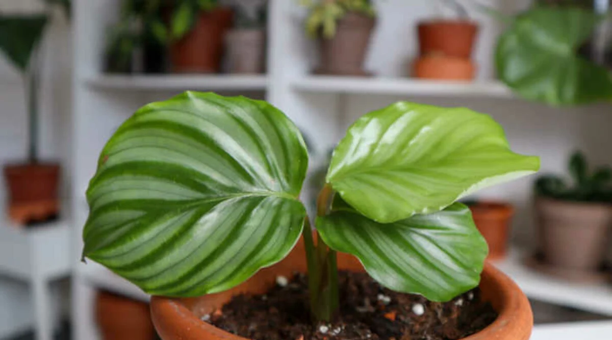 Calathea-orbifolia