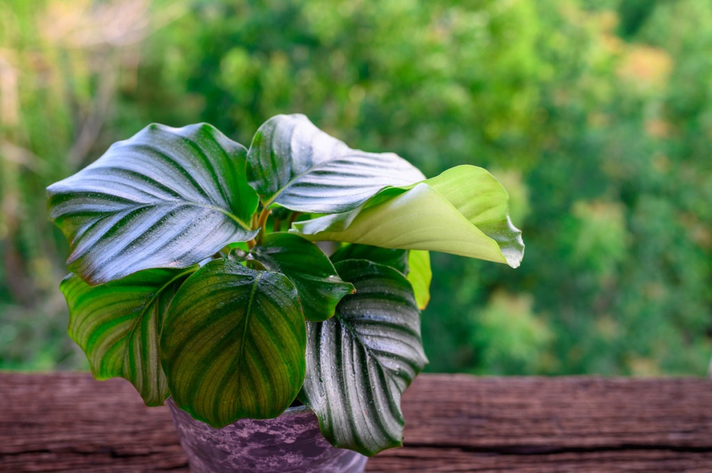 Calathea orbifolia0