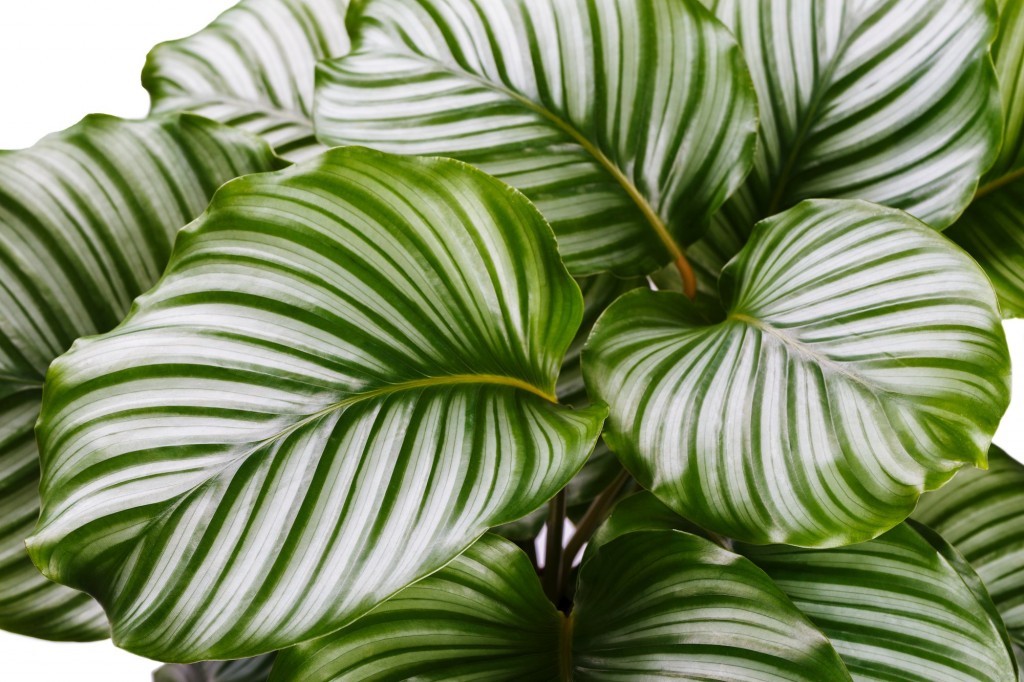 Calathea orbifolia1