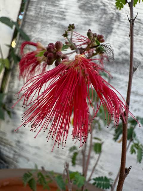 Caliandra californica