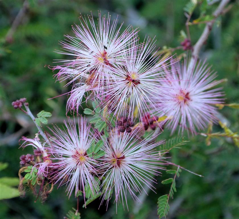 Caliandra eriophylla 