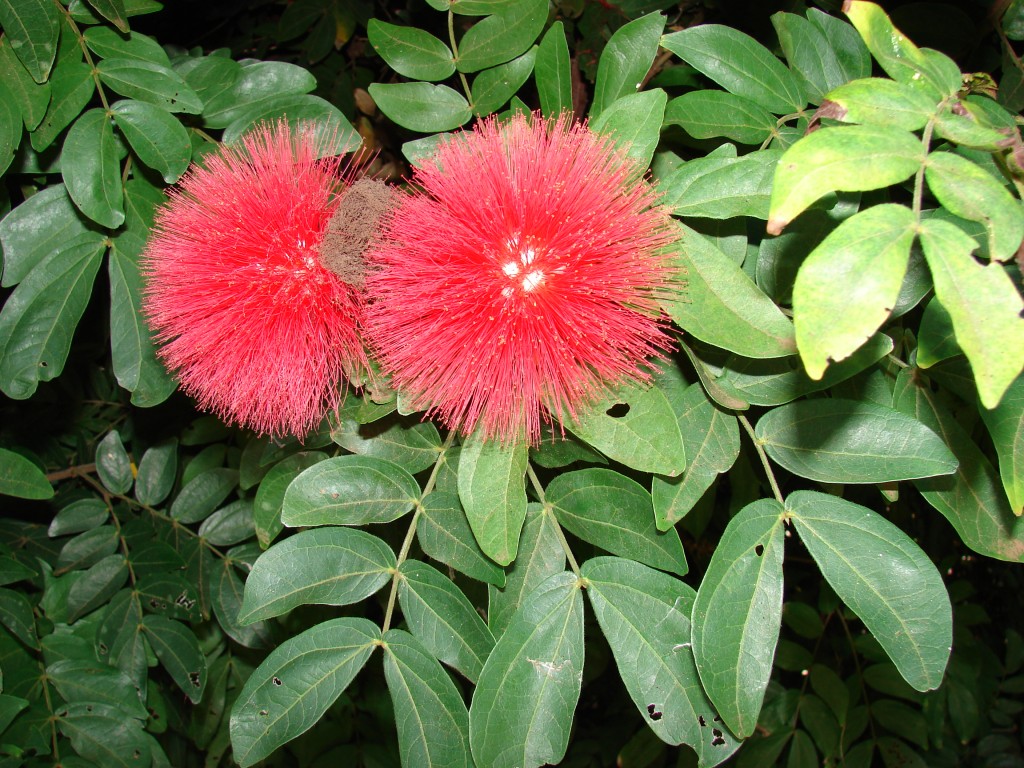 Caliandra haematocephala