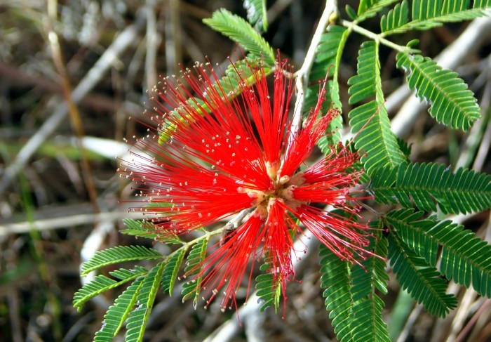 Caliandra twediei