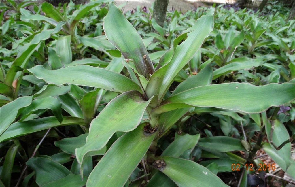 Callisia fragrans 