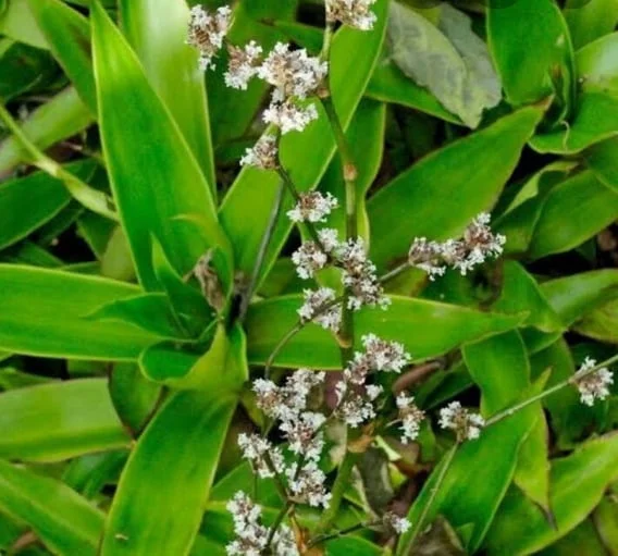 Callisia fragrans1