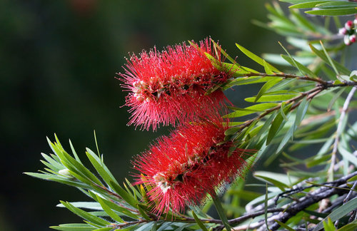 Callistemon_citrinus_3