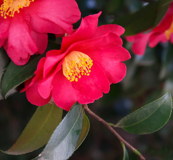 Camelia Sasanqua