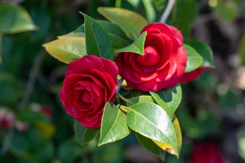 Camelia japonica 'Renda Preta