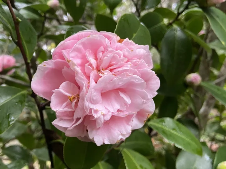 Camellia japonica 'Debutante