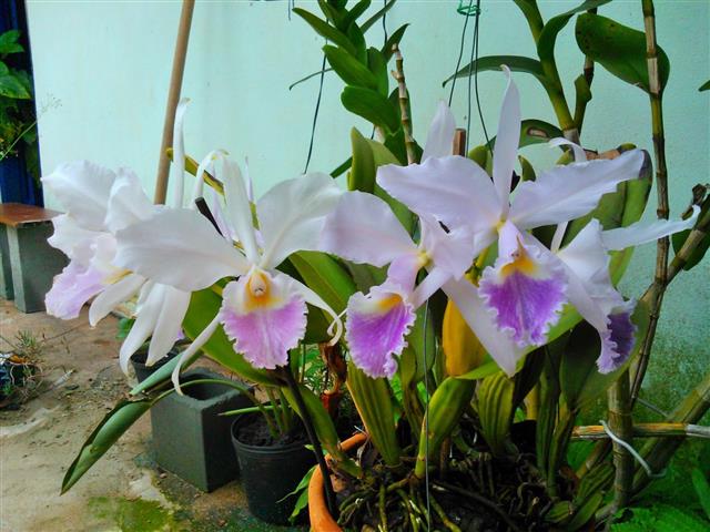 Cattleya-Máxima-NBS