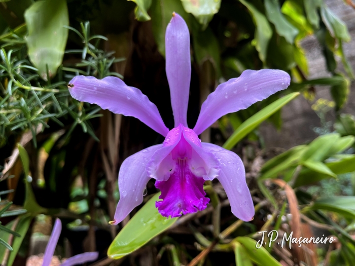 Cattleya intermedia