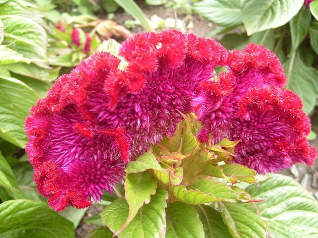 Celosia argentea var. cristal3