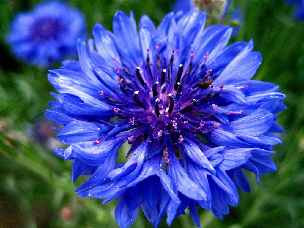 Características da Centáurea (Centaurea cyanus) - PlantaSonya - O seu ...