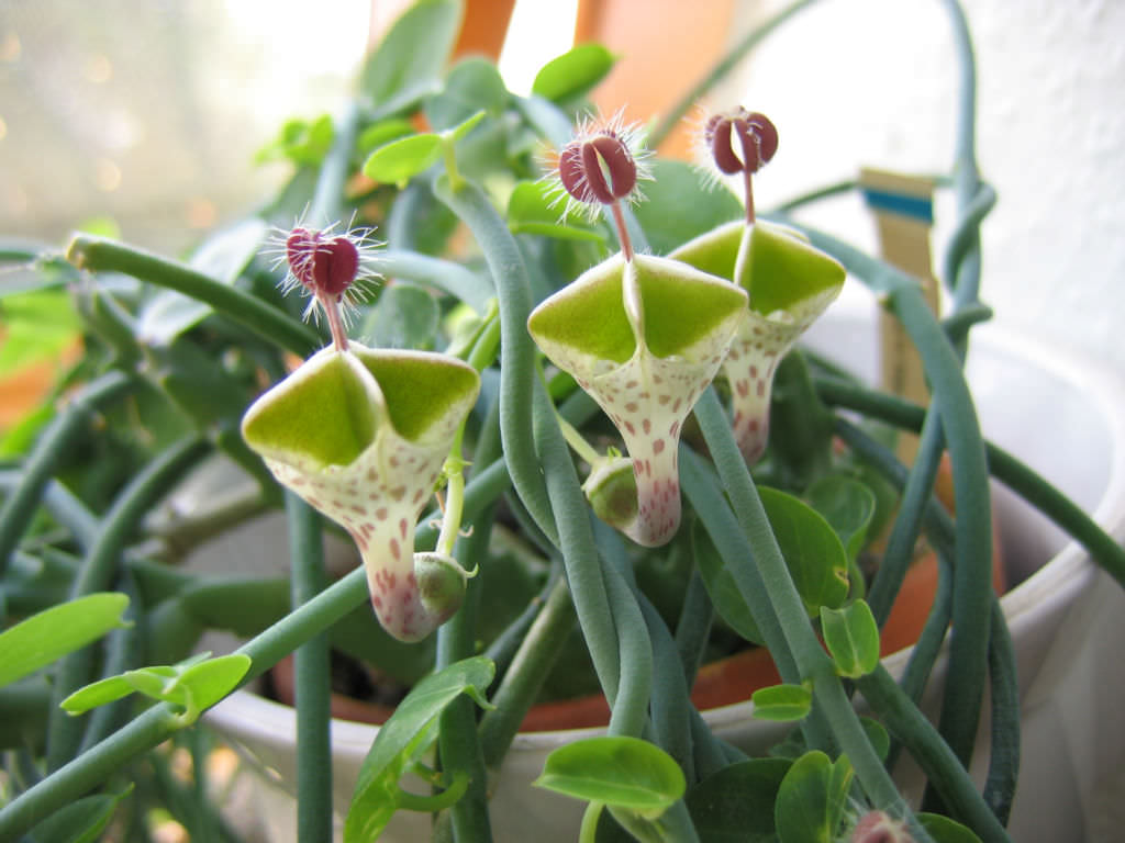 Ceropegia haygarthii