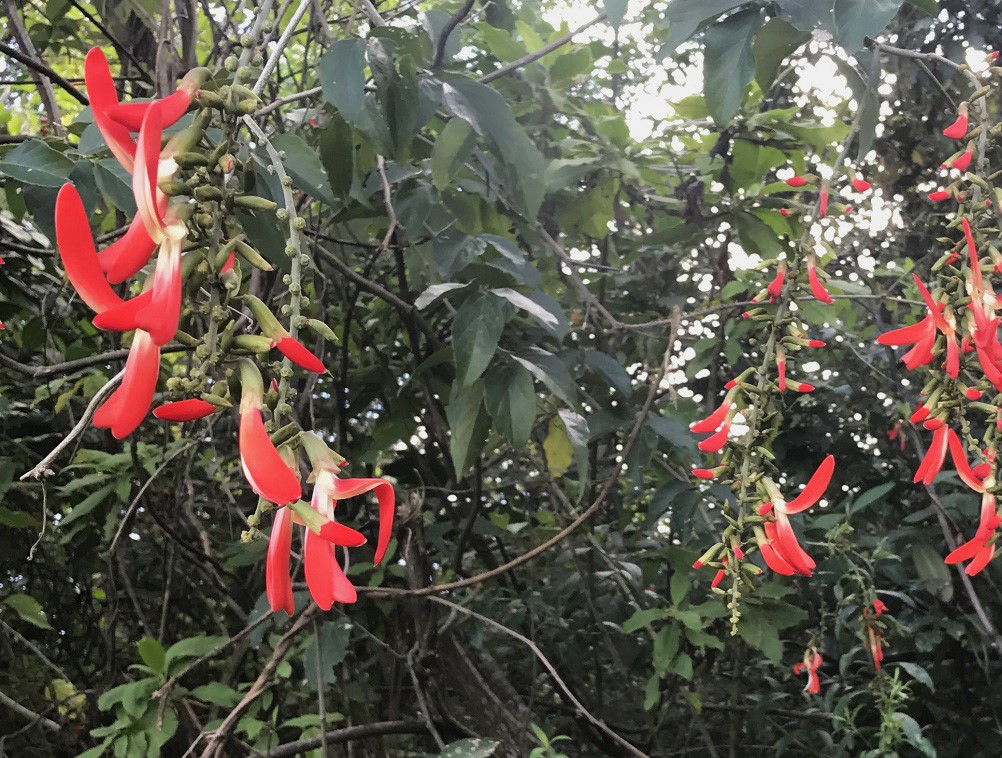 Cipo tapia vermelho  2