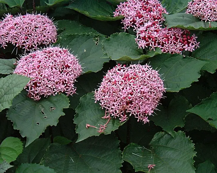 Clerodendro-da-China-1