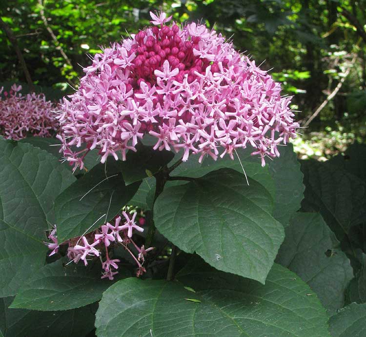 Clerodendro-da-China-6