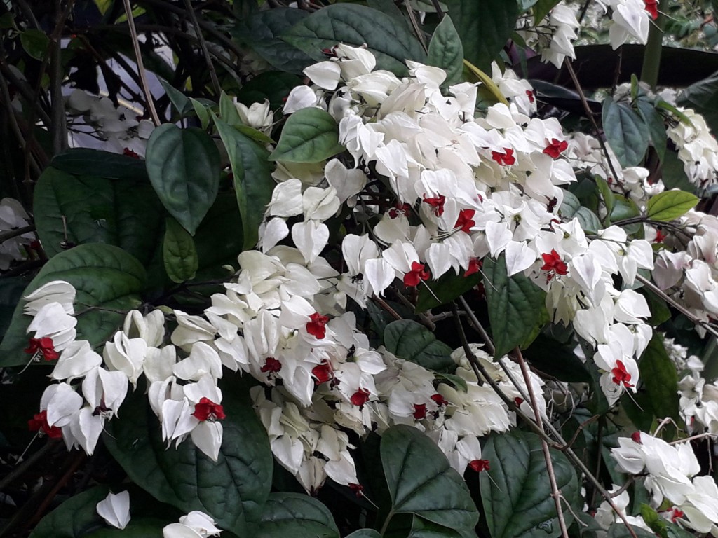 Clerodendrum thomsoniae3