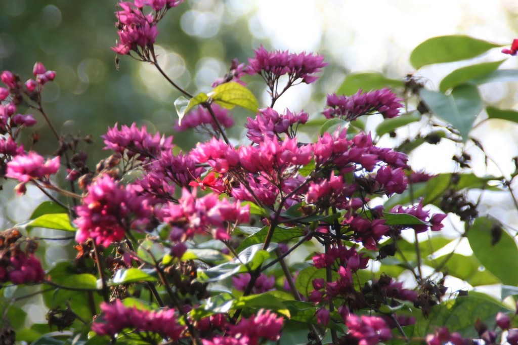 Clerodendrum thomsoniae4