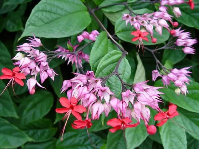 Clerodendrum_thomsoniae_2