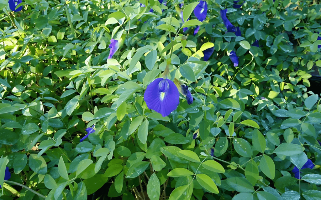 Clitoria tematea