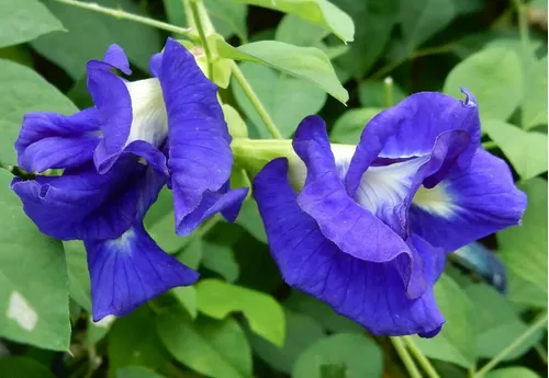 Clitoria tematea6