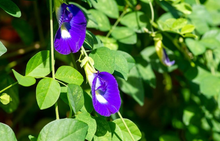 Clitoria tematea8