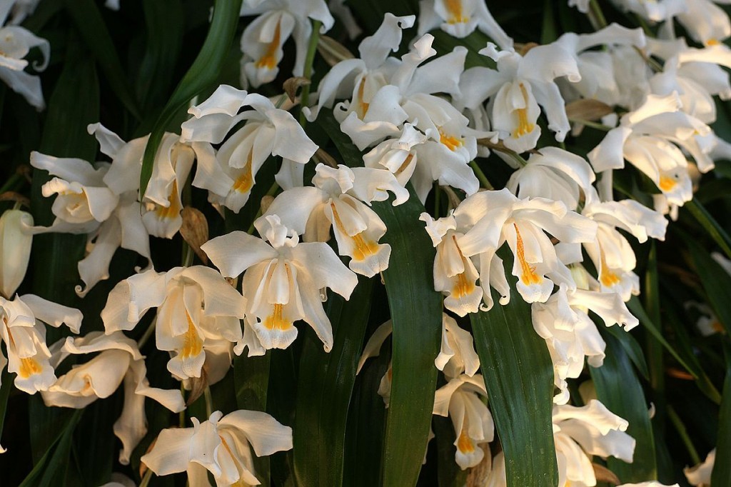 Coelogyne Cristata2