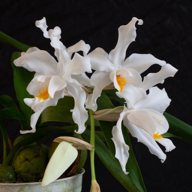 Coelogyne Cristata4