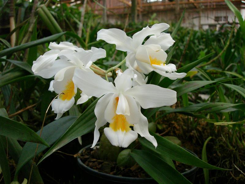 Coelogyne-cristata-