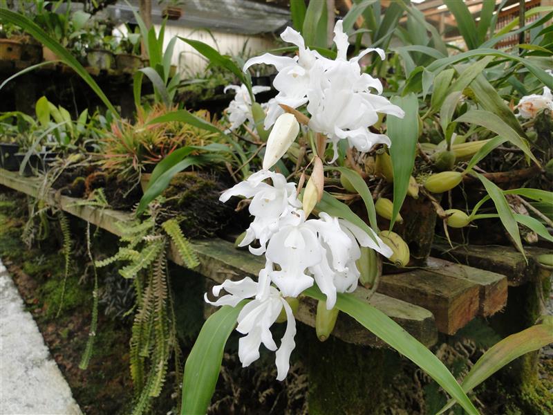 Coelogyne-cristata-alba-