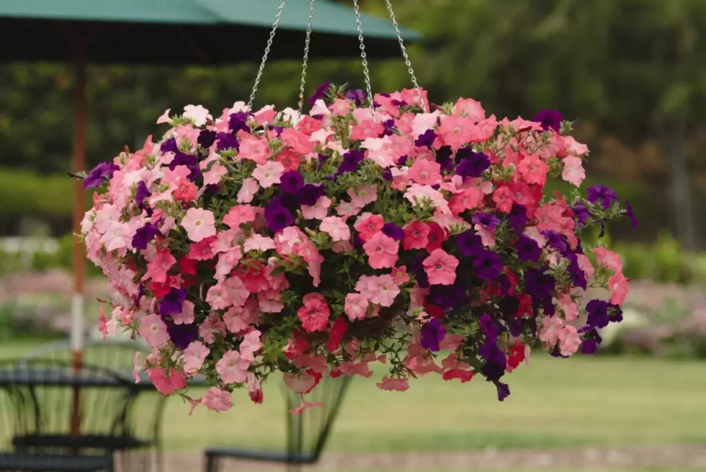 petunias