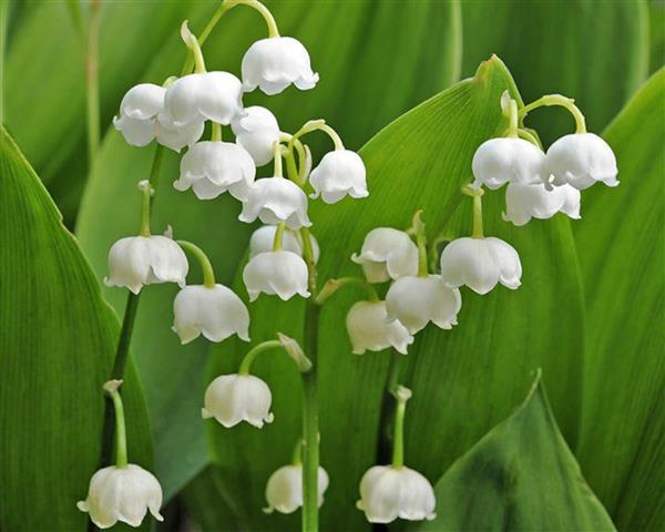 Convallaria majalis 