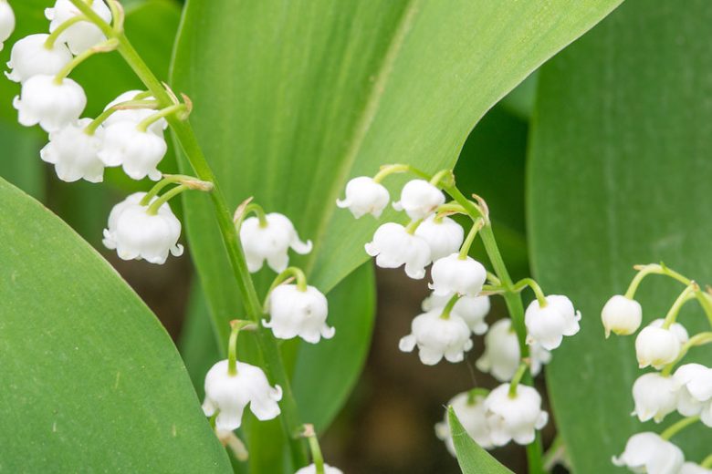 Convallaria majalis