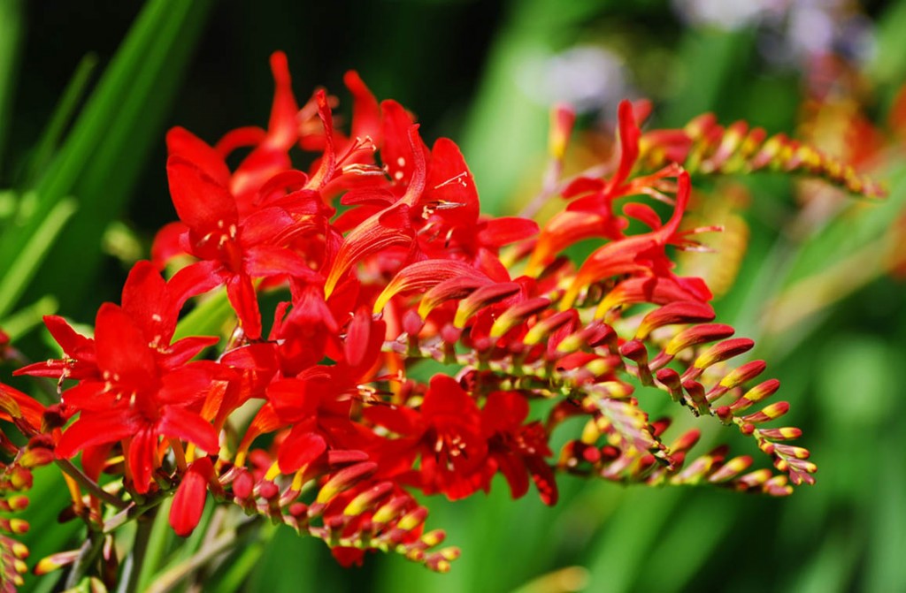 Crocosmia-Lucifer-1