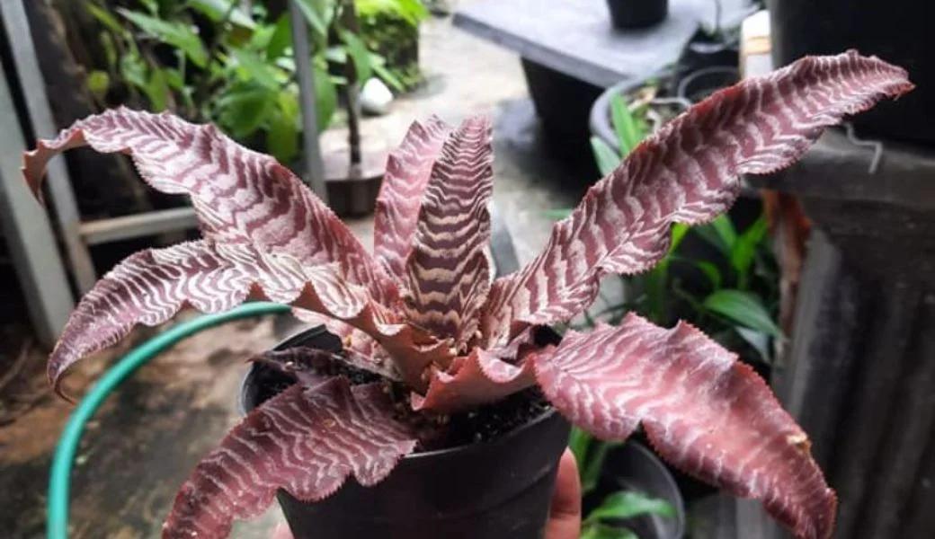 Cryptanthus care