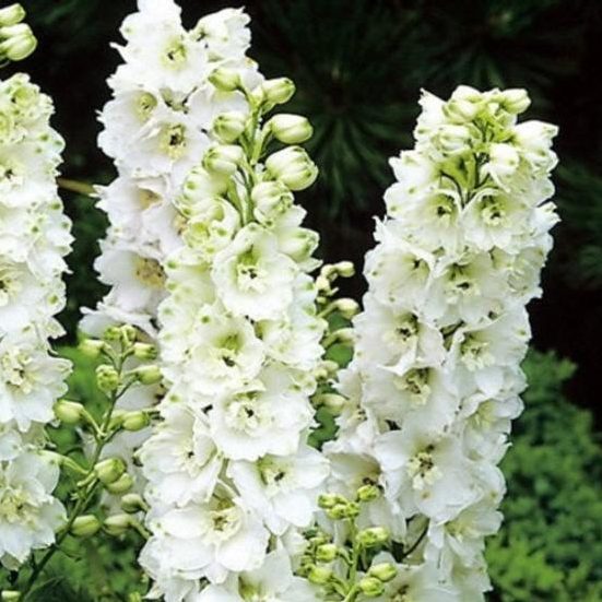 Delphinium ajacis