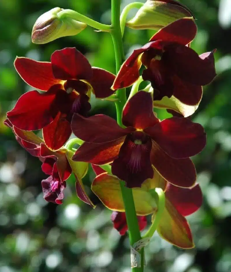 Dendrobium-Berry-Oda-Crimson-red.jpg