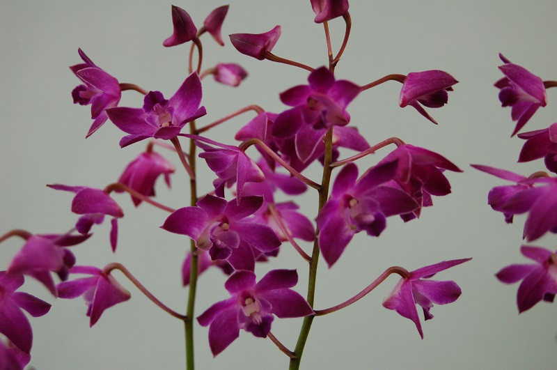 Dendrobium Berry Ode 'Rosie'