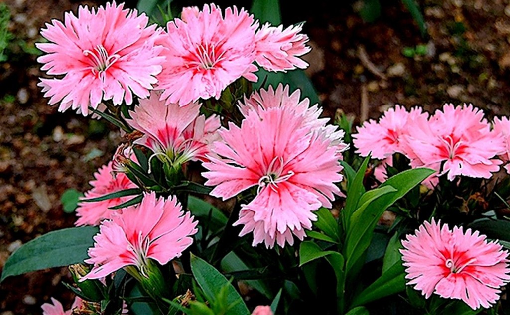 Dianthus-chinensis