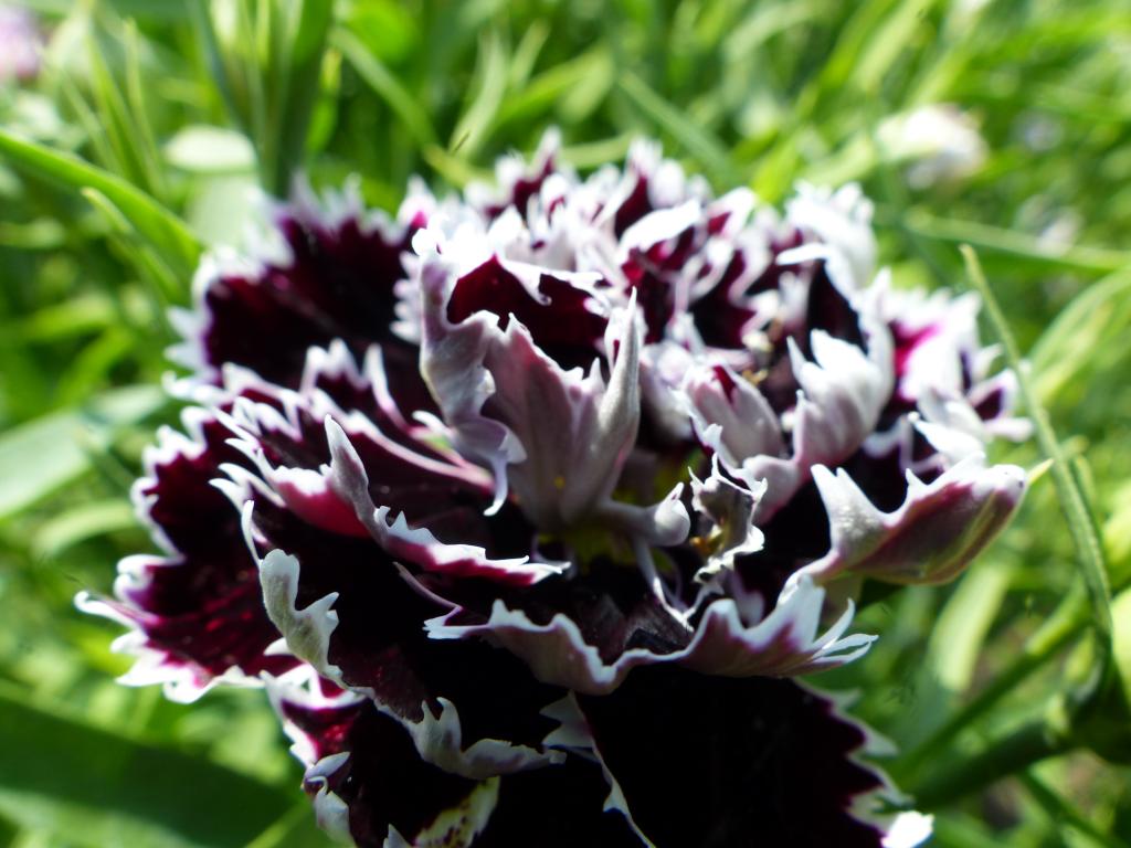 Dianthus-chinensis-var-heddewigii