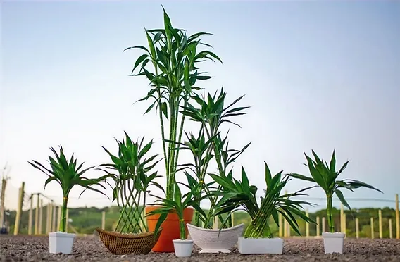 Dracaena sanderiana