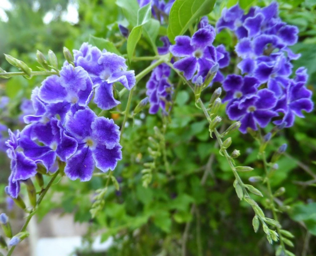 Duranta erecta aurea