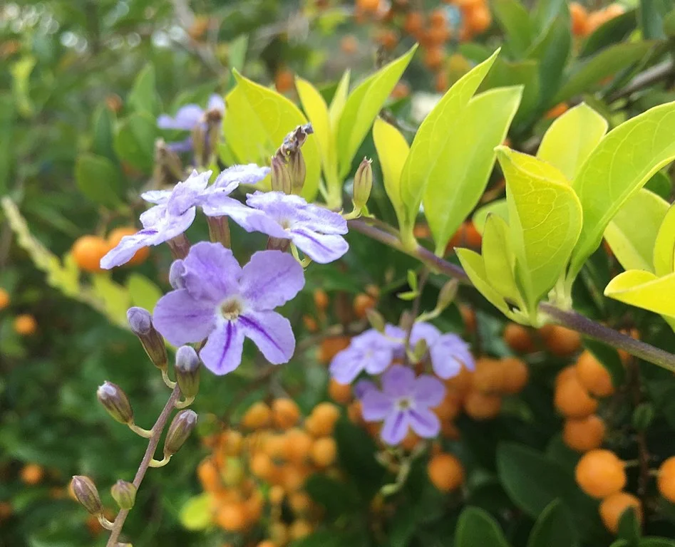 Duranta_erecta