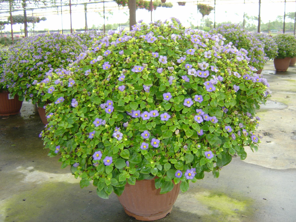 Características e cultivo da Violeta-persa (Exacum affine) - PlantaSonya -  O seu blog sobre cultivo de plantas e flores